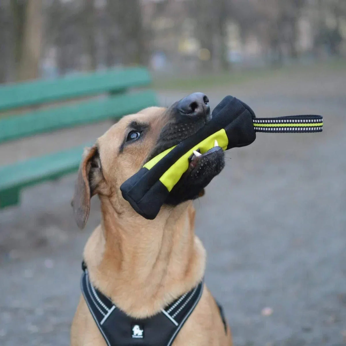 Dog Training Treat Pouch with Zipper